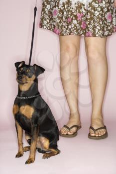 Royalty Free Photo of a Woman's Legs With a Miniature Pinscher Dog on a Leash