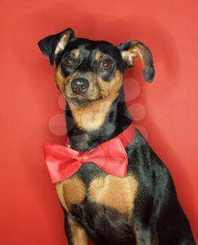 Royalty Free Photo of a Miniature Pinscher Dog Wearing a Red Bow Tie