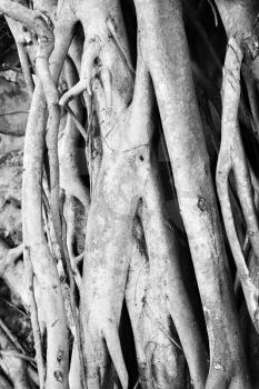 Royalty Free Photo of a Close-up of Banyan Tree Roots in Maui, Hawaii, USA
