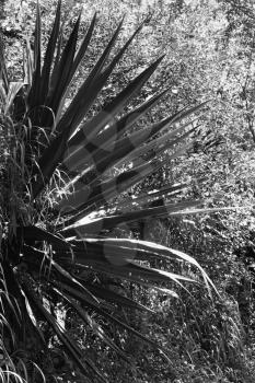 Royalty Free Photo of a Yucca Plant