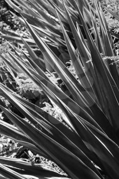 Close-up black and white of yucca plant.