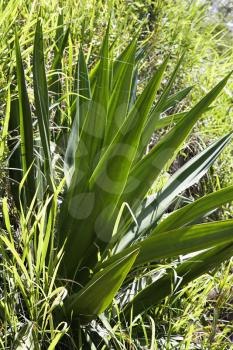 Royalty Free Photo of a Close-up of a Yucca Plant