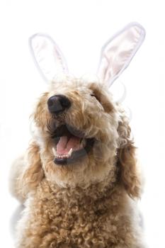Royalty Free Photo of a Golden Doodle Dog in Bunny Ears