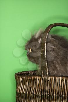 Royalty Free Photo of a Gray Persian Cat Sitting in a Basket