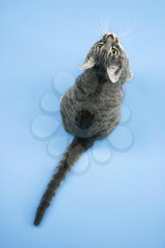 Royalty Free Photo of a Gray Striped Cat