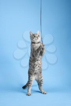 Royalty Free Photo of a Gray Striped Cat Playing With a Toy