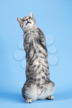 Royalty Free Photo of a Gray Striped Cat Standing on Back Legs