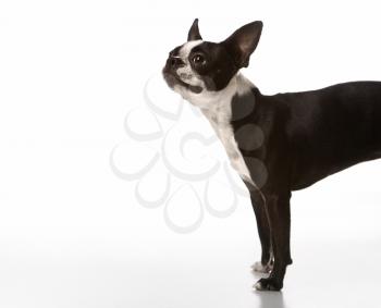Royalty Free Photo of a Boston Terrier Dog