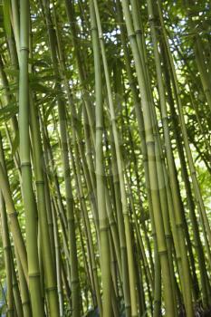 Royalty Free Photo of a Green Bamboo Forest in Maui, Hawaii, USA