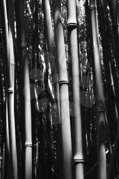 Royalty Free Photo of Bamboo Stalks in Maui, Hawaii, USA