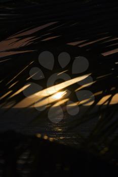 Royalty Free Photo of a Palm Leaf Silhouette Against a Sunset Over the Ocean in Maui, Hawaii, USA