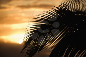 Royalty Free Photo of a Palm Frond at Sunset Over the Ocean and Maui, Hawaii