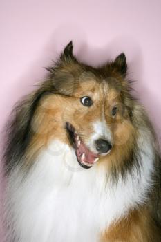 Royalty Free Photo of a Collie Dog