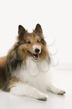 Royalty Free Photo of a Collie