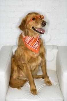 Royalty Free Photo of a Golden Retriever Dog Wearing Sunglasses and a Bandana