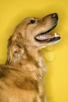 Royalty Free Photo of a Golden Retriever Dog