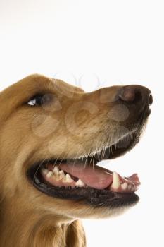 Royalty Free Photo of a Close-up of a Golden Retriever Dog