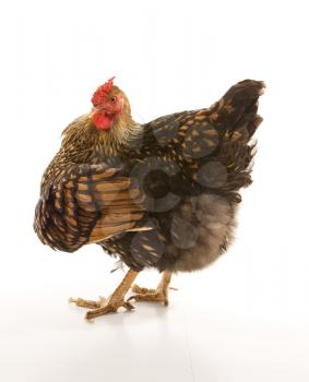 Royalty Free Photo of a Golden Laced Wyandotte Chicken