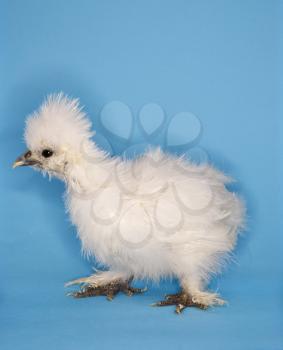 Royalty Free Photo of a Portrait of a Japanese Silkie Chick