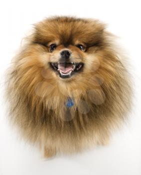 Royalty Free Photo of a Pomeranian Dog