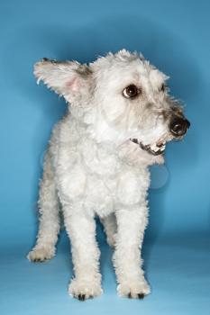 Royalty Free Photo of a Small White Dog Portrait
