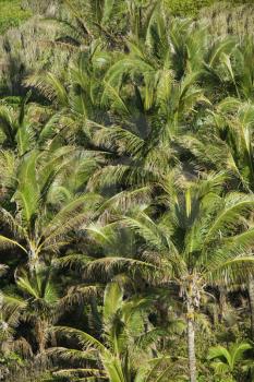 Aerial of palm trees on Maui, Hawaii.