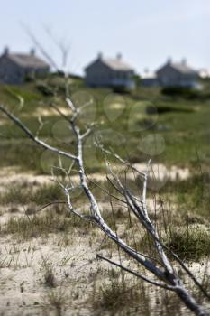Royalty Free Photo of a Branch on a Beach With Houses in the Background on Bald Head Island, North Carolina