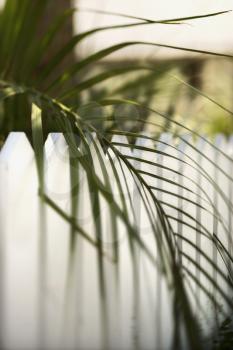 Royalty Free Photo of a Palm Frond Leaf Hanging Over a White Picket Fence on Bald Head Island, North Carolina