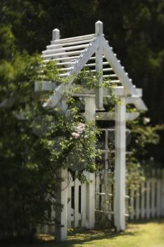 Royalty Free Photo of a Garden Arbor With White Picket Fence and Rose Bush