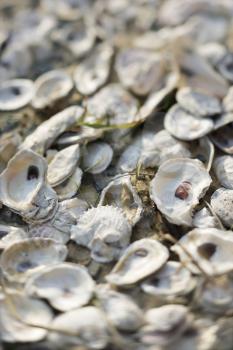 Royalty Free Photo of Oyster Shells on Bald Head Island, North Carolina