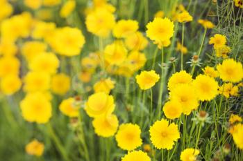 Royalty Free Photo of Yellow Flowers Growing Wild