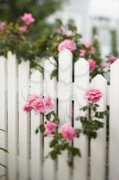 Royalty Free Photo of a Rose Bush Growing Over a White Picket Fence