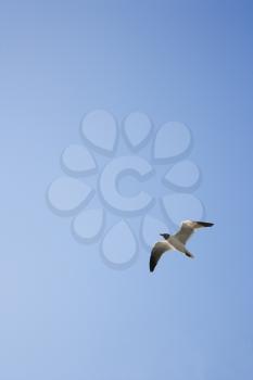 Royalty Free Photo of a Black-Headed Gull in Flight on Bald Head Island, North Carolina