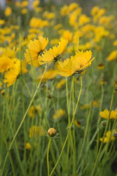 Royalty Free Photo of Yellow Flowers Growing in the Wild