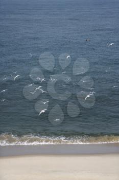 Aerial view of flock of seagulls in flight over beach.