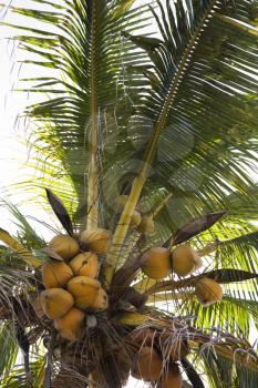 Royalty Free Photo of a Coconut Tree Full of Coconuts in Maui, Hawaii