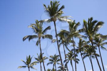 Royalty Free Photo of Palm Trees Against a Blue Sky in Maui, Hawaii