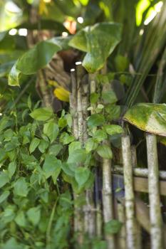Royalty Free Photo of a Bamboo Fence with Green Plants in Maui, Hawaii