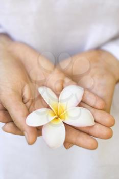 Close-up of Caucasian mid-adult woman holding plumeria flower.