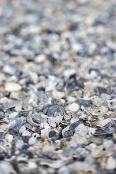 Royalty Free Photo of Mixed and Broken Sea Shells