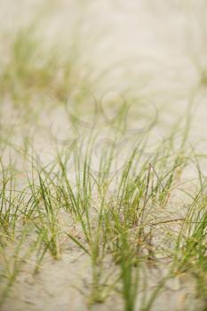 Royalty Free Photo of Beach Grass in Sand