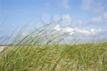 Royalty Free Photo of Beach Grass Swaying With The Wind