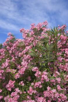 Royalty Free Photo of a Flowering Pink Oleander Bush Against a Blue Sky