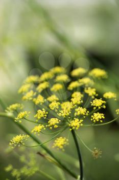 Royalty Free Photo of a Yellow Cluster Bloom on a Plant