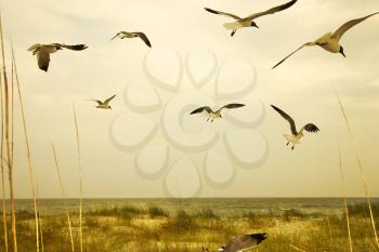 Royalty Free Photo of Seagulls Flying Over a Beach