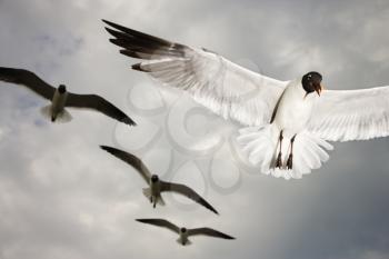 Royalty Free Photo of Seagulls in Flight