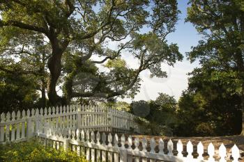 Royalty Free Photo of a White Picket Fence With an Oak Tree on Bald Head Island, North Carolina