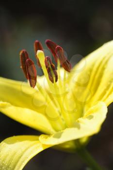 Royalty Free Photo of Yellow Day Lily