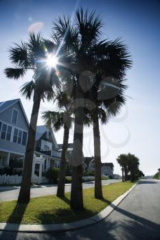 Royalty Free Photo of Houses on a Palm Tree Lined Street on Bald Head Island, North Carolina