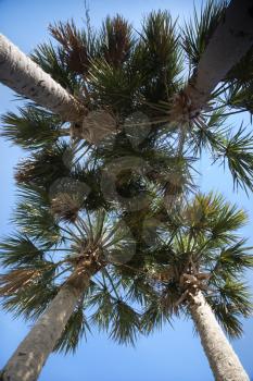 Royalty Free Photo of a Worm's Eye View of Palm Trees on Bald Head Island, North Carolina